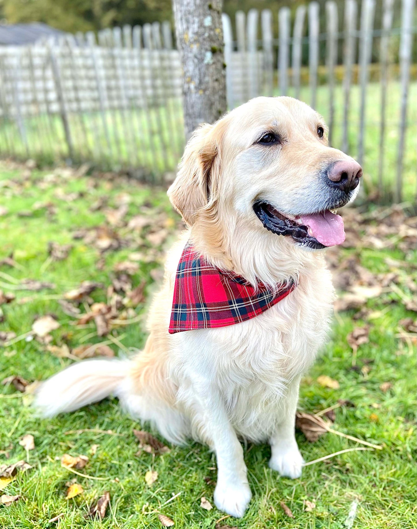 Bandana - Schotse ruit