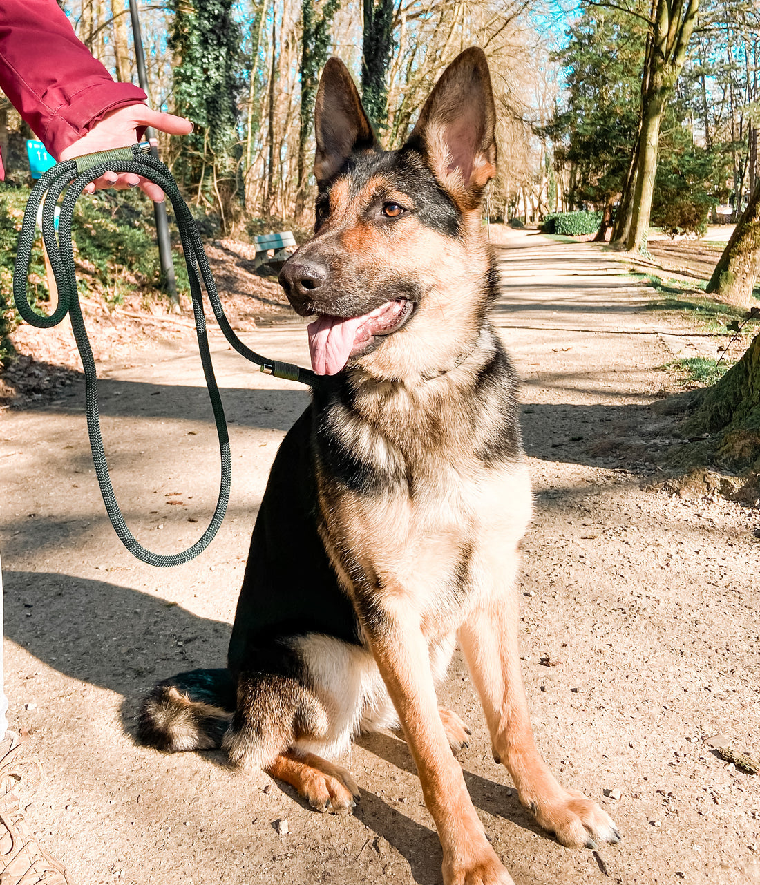 Wandelen hond