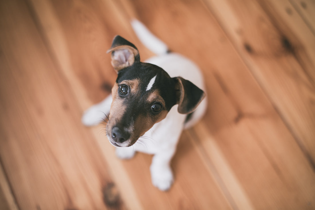 3 geschikte vloeren voor je hond