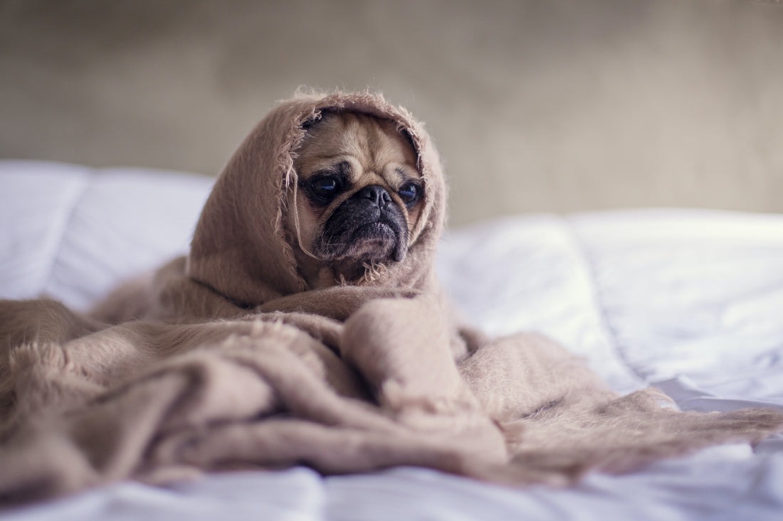 Wat te doen als je hond onderkoeld is?