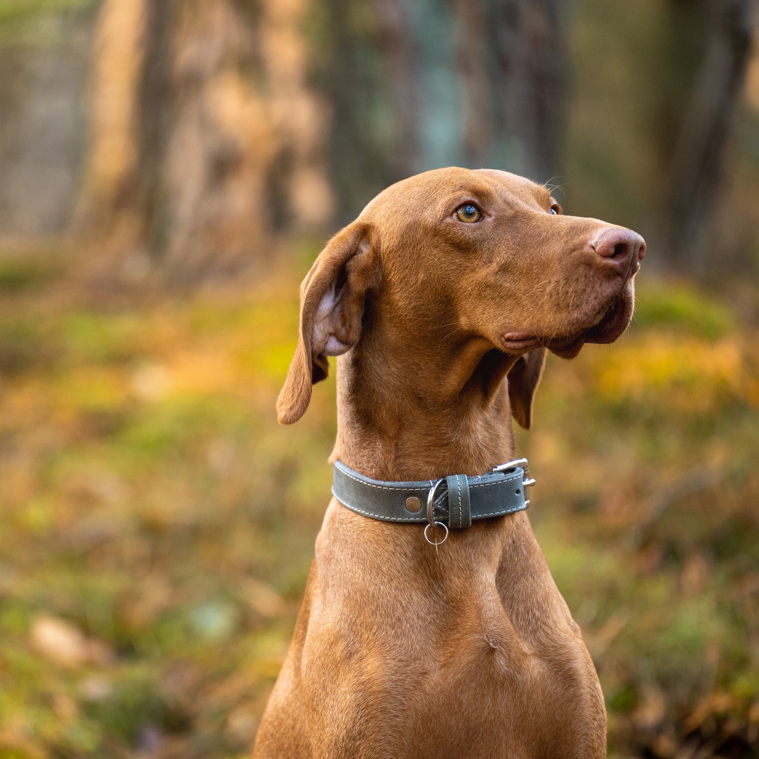 halsbanden hond