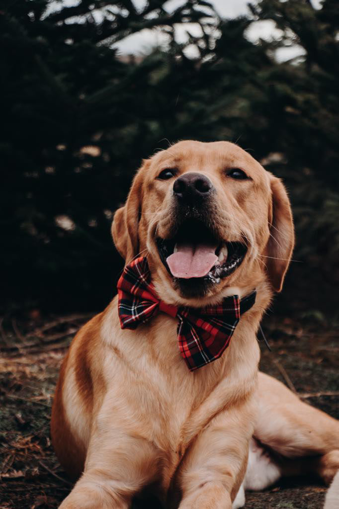 Dog bow scottish diamond