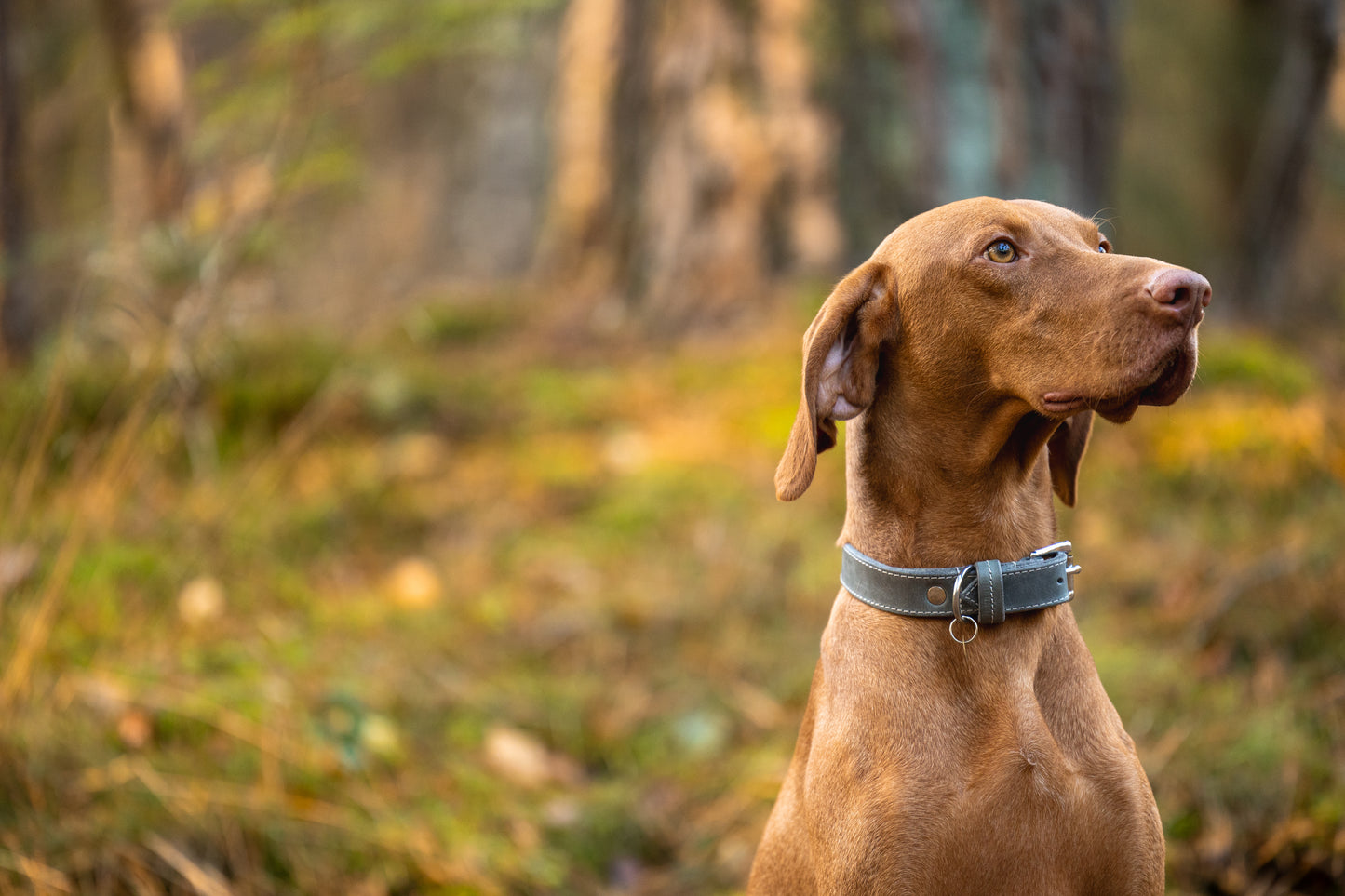 Halsband leder naturel