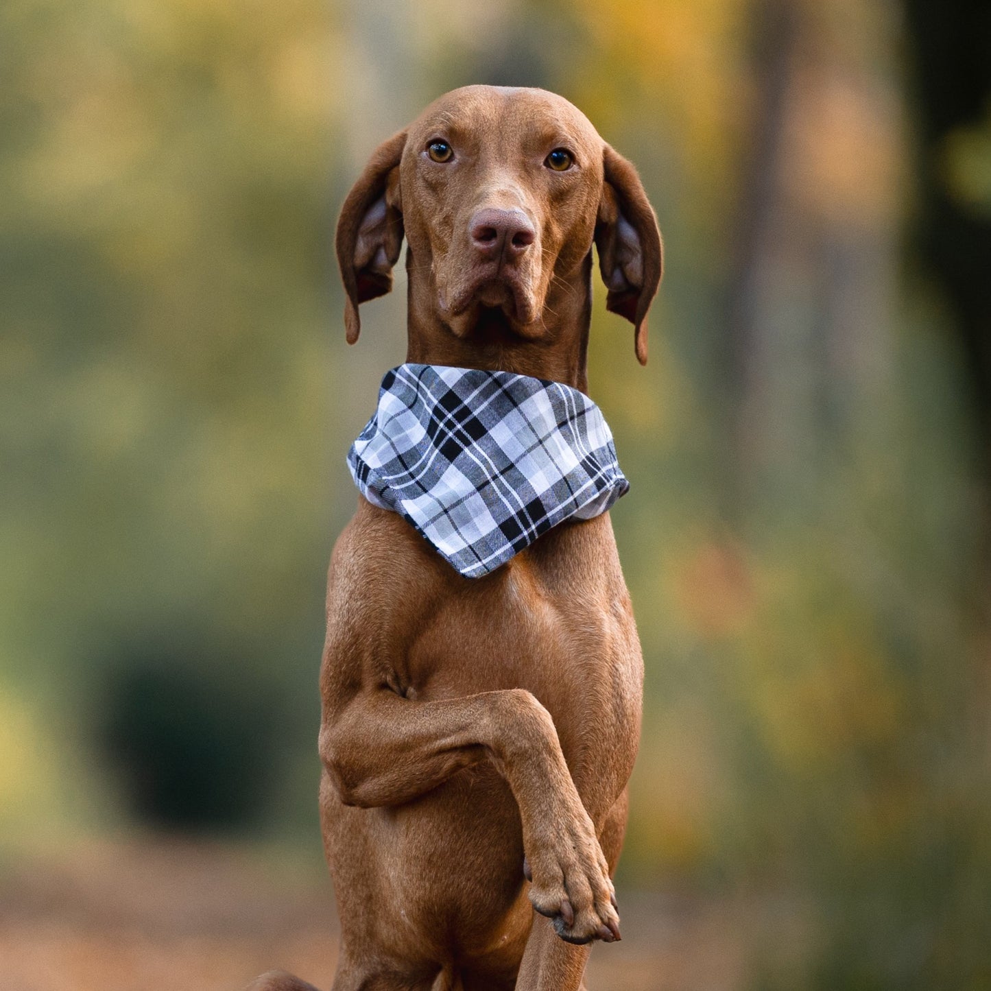 Bandana - classic grey